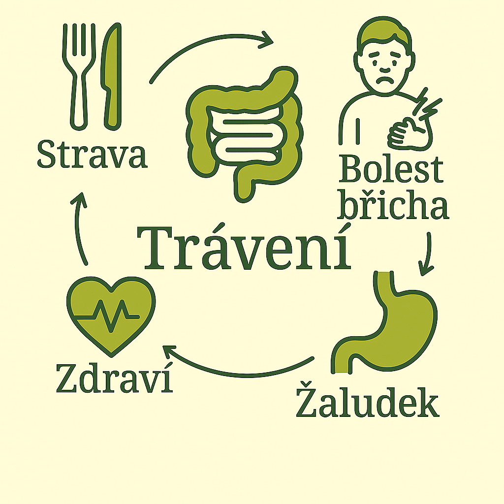 Trávení a střeva