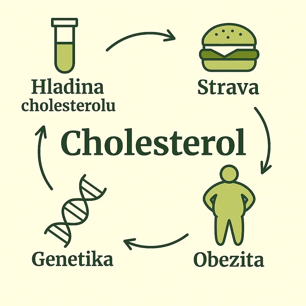 Graf: co zvyšuje a co naopak pomáhá udržovat zdravou hladinu cholesterolu